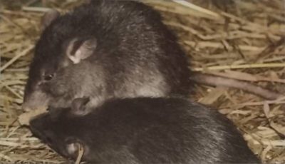 Desratización en Zaragoza • MaxB Desinfecciones • Rata Negra