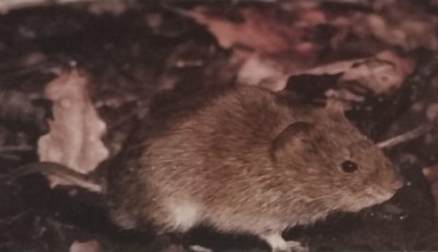 Desratización en Zaragoza • MaxB Desinfecciones • Ratón Común